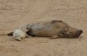 Mammals: Grey Seal (Halichoerus grypus)